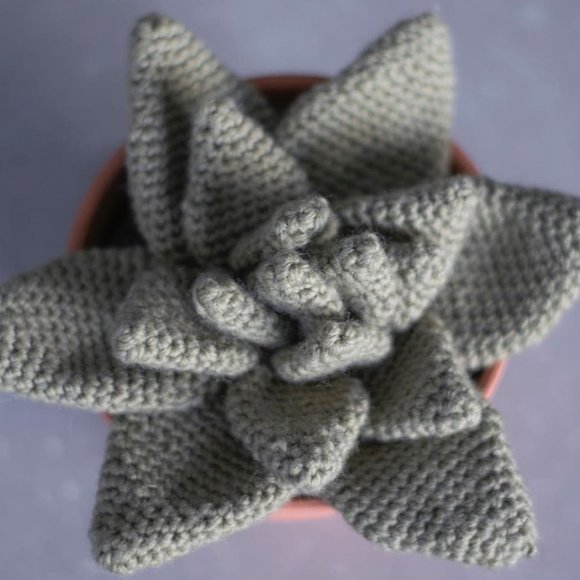 Cactus succulent in clay planter pot (Echeveria) - Picture 3 of 5